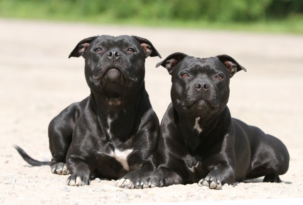 Isis ja Lootus - taulukuva